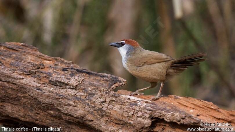 Chestnut-capped Babbler