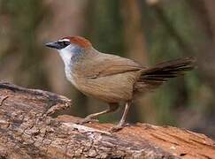 Chestnut-capped Babbler