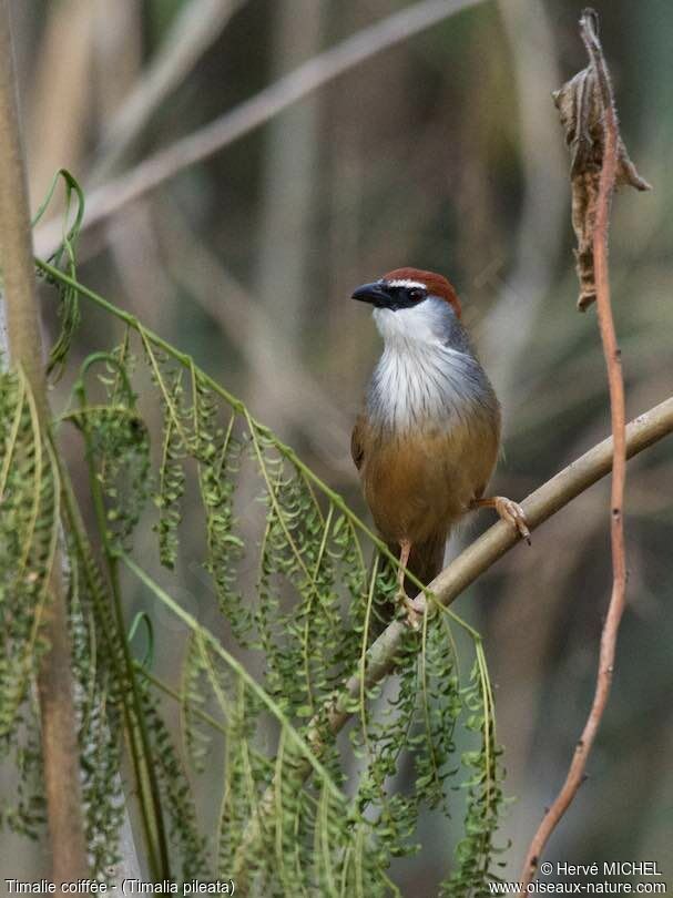 Chestnut-capped Babbleradult