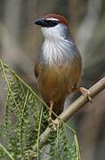 Chestnut-capped Babbler