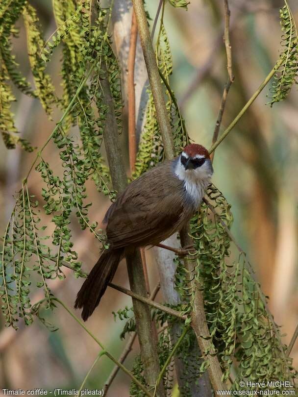 Chestnut-capped Babbler