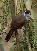 Chestnut-capped Babbler