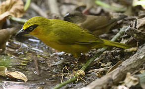 Black-necked Weaver