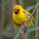 Tisserin à gorge brune