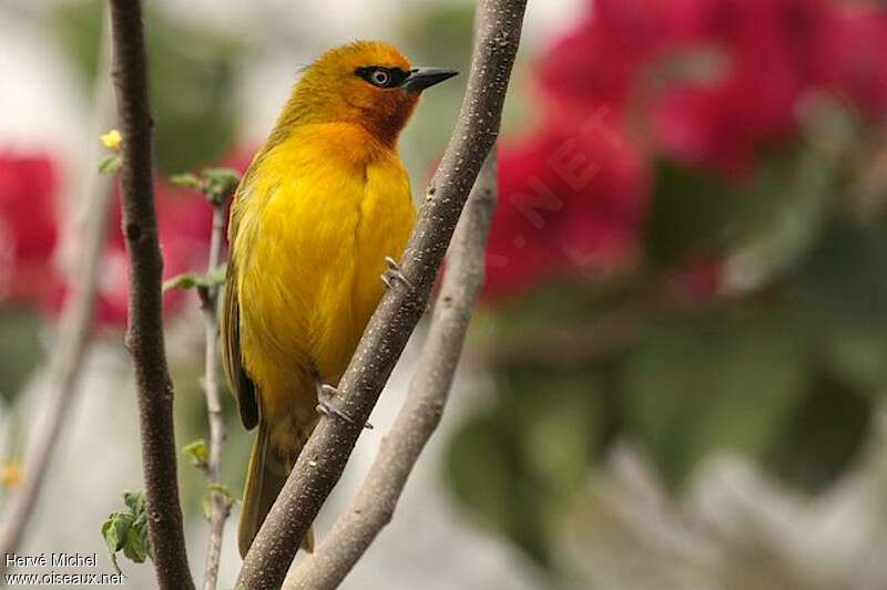 Spectacled Weaver female adult, close-up portrait