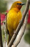 Spectacled Weaver