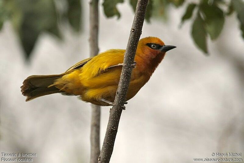 Spectacled Weaver female adult