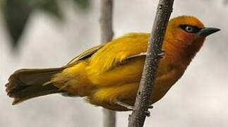 Spectacled Weaver