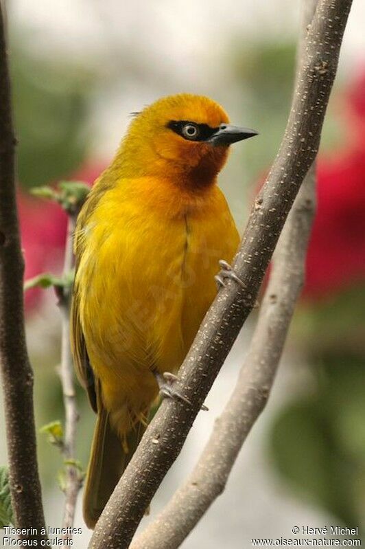 Spectacled Weaver female adult