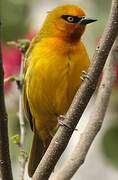 Spectacled Weaver