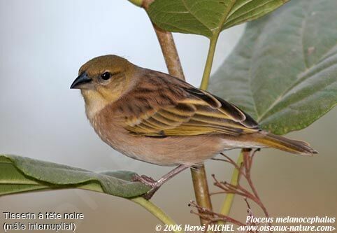 Black-headed Weaver