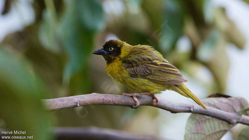 Baglafecht Weaver female adult, identification