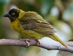 Baglafecht Weaver