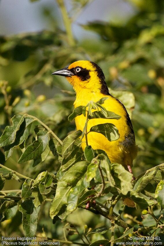 Baglafecht Weaver male