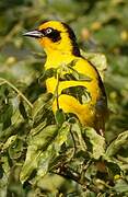 Baglafecht Weaver