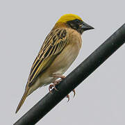 Baya Weaver