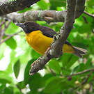 Tisserin bicolore