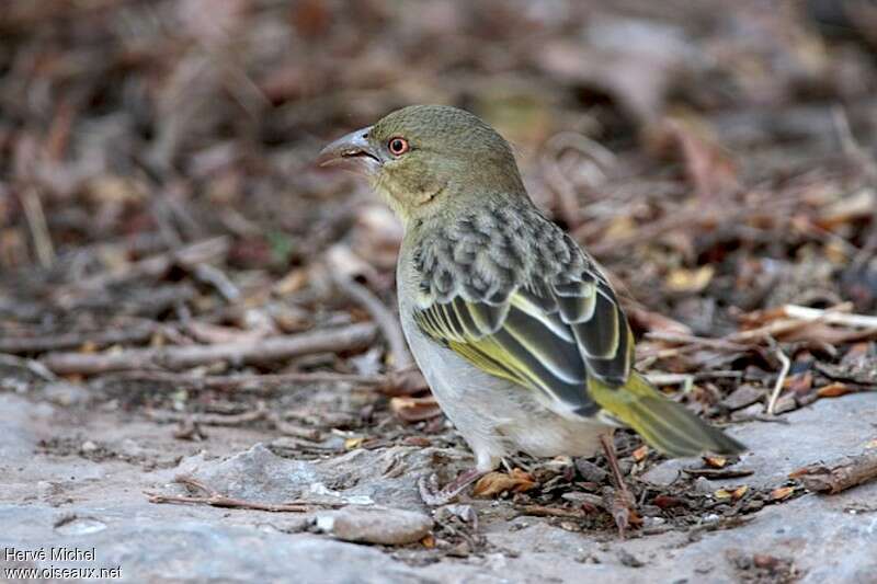 Rüppell's Weaver male adult post breeding, identification