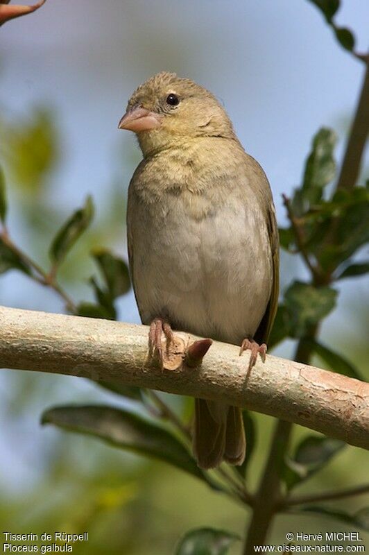 Rüppell's Weaver female adult post breeding, identification