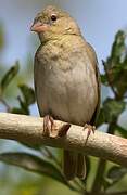 Rüppell's Weaver