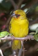 Rüppell's Weaver