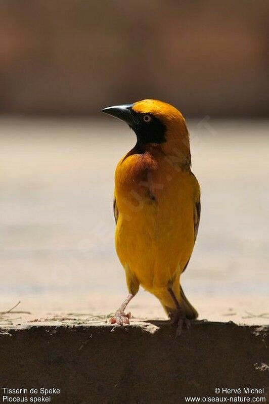 Speke's Weaver male adult breeding