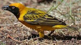 Speke's Weaver