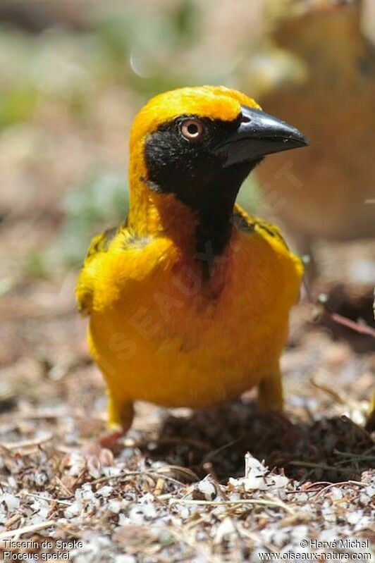 Speke's Weaver male adult breeding