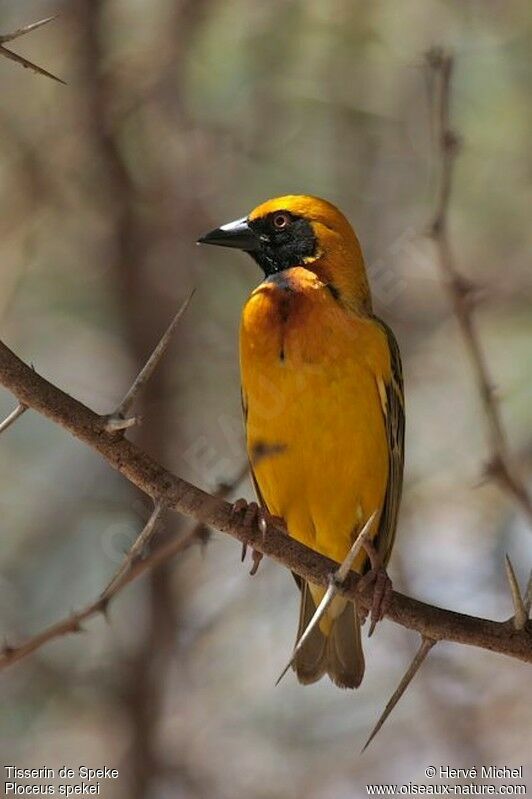 Speke's Weaver male adult breeding