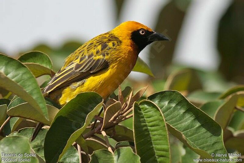 Speke's Weaver male adult breeding