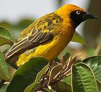 Speke's Weaver