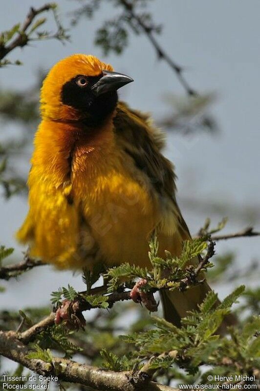 Speke's Weaver male adult breeding