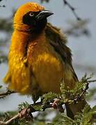 Speke's Weaver