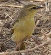 Taveta Weaver