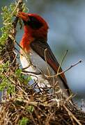 Red-headed Weaver