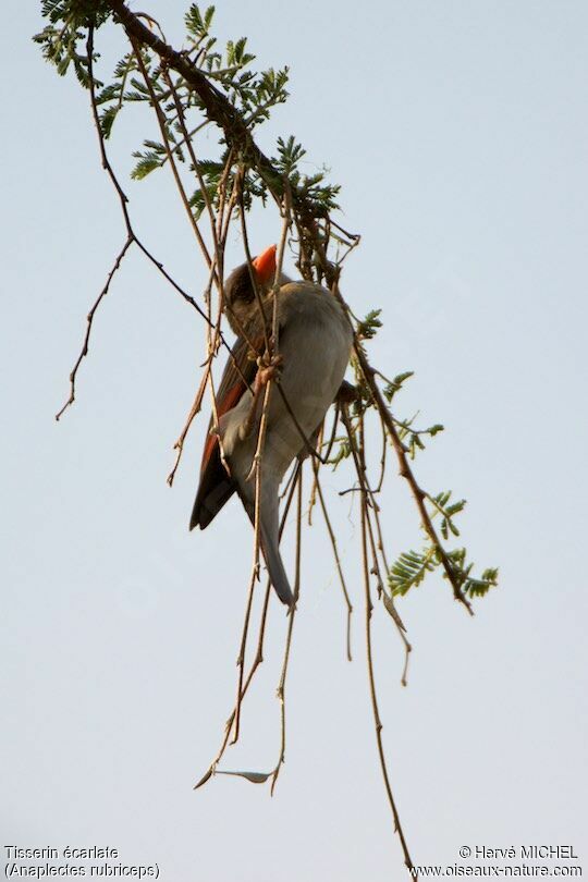 Red-headed Weaver female adult breeding