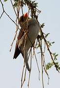 Red-headed Weaver