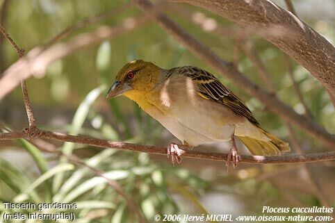 Village Weaver