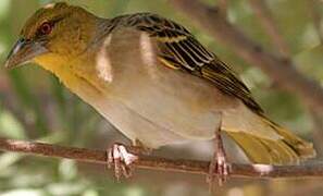 Village Weaver