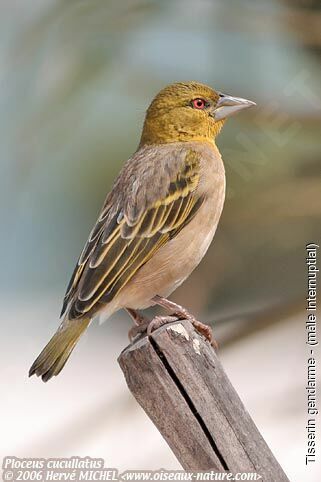 Village Weaver