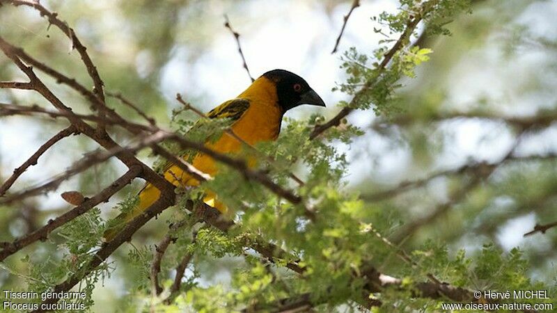 Village Weaver male adult breeding