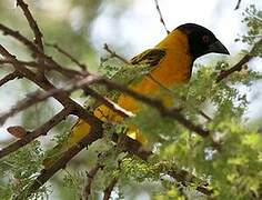 Village Weaver