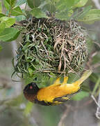 Village Weaver