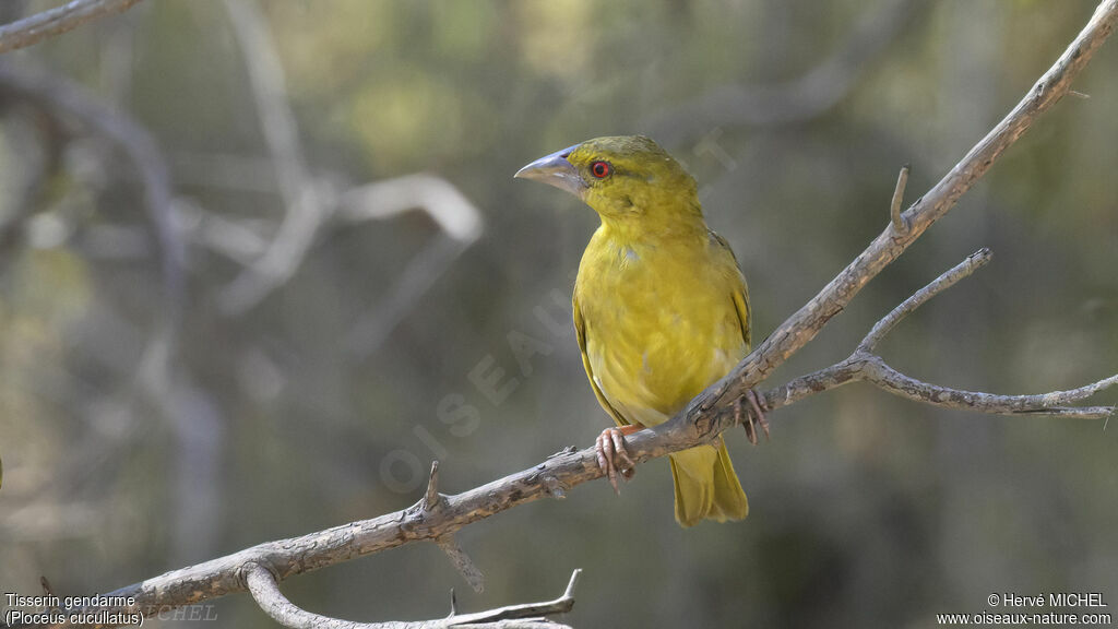 Village Weaver