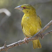 Village Weaver