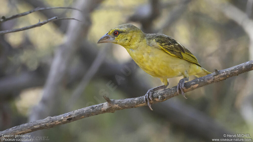 Village Weaver