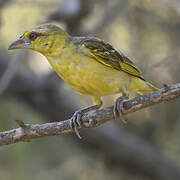 Village Weaver