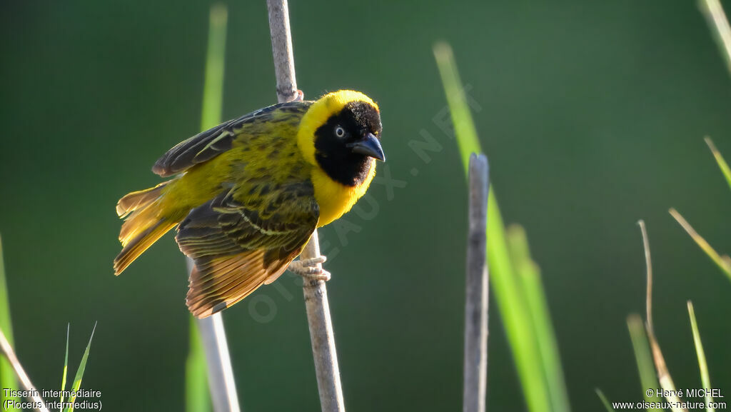 Tisserin intermédiaire