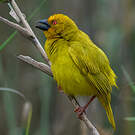 Tisserin jaune