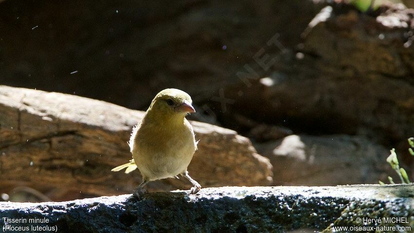 Little Weaver female